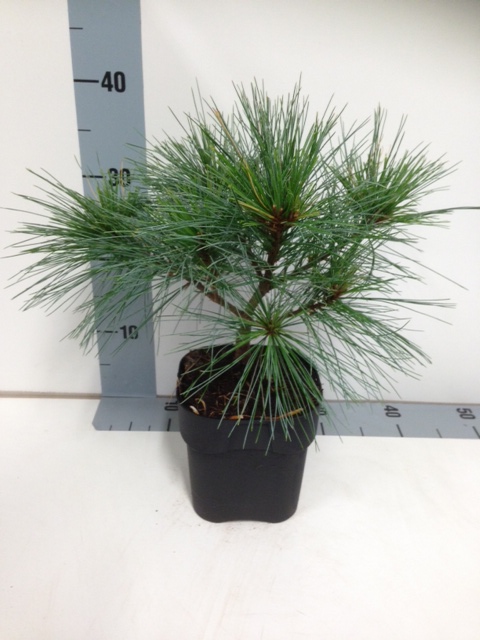 Сосна веймутова Блю Шаг